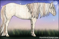 Horse Color:Buckskin Roan Pearl and Palomino Roan Pearl