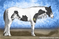 Horse Color:Black Sabino Tobiano 
