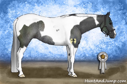 Horse Color:Black Tobiano Rabicano 
