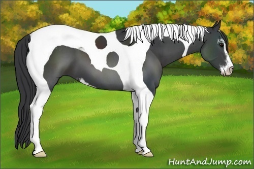 Horse Color:Black Sabino Tobiano 