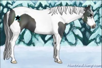 Horse Color:Black Sabino Tobiano