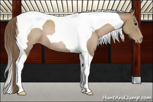 Horse Color:Black Pearl Tobiano Rabicano