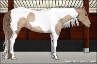 Horse Color:Black Pearl Tobiano Rabicano