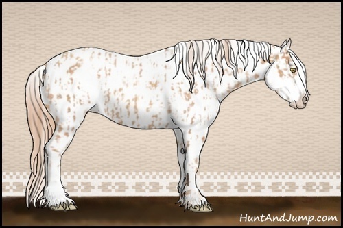 Horse Color:Gold Champagne Near Leopard  and Gold Champagne Splash Near Leopard 