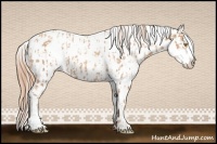 Horse Color:Gold Champagne Appaloosa  and Gold Champagne Splash Appaloosa 