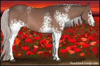 Horse Color:White Spotted Silver Bay Rabicano