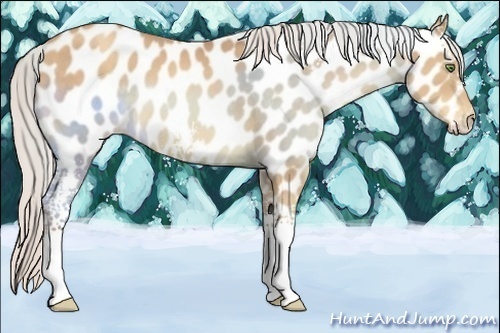 Horse Color:White Spotted Silver Sable Champagne Near Leopard Rabicano