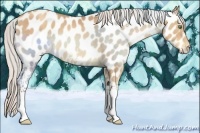 Horse Color:White Spotted Silver Sable Champagne Near Leopard Rabicano 