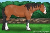 Horse Color:Bay Sabino 
