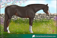 Horse Color:Liver Chestnut