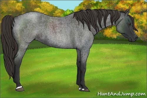 Horse Color:Liver Red Roan Sabino