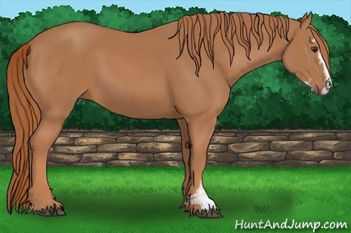 Horse Color:Chestnut Sabino 