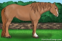 Horse Color:Chestnut Sabino
