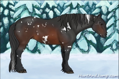 Horse Color:White Spotted Brown Sabino