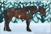 Horse Color:White Spotted Brown Sabino