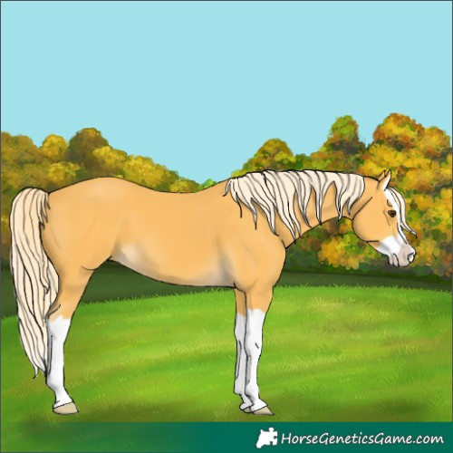 Horse Color:Palomino Splash 