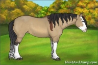 Horse Color:Bay Dun Splash
