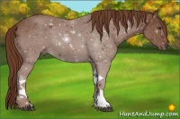 Horse Color:Chestnut Tobiano