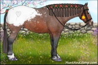 Horse Color:Bay Sabino Appaloosa 