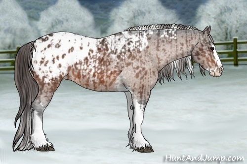 Horse Color:Bay Splash Tobiano Appaloosa  and Bay Splash Tobiano Appaloosa 
