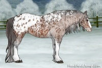 Horse Color:Bay Splash Tobiano Appaloosa  and Bay Splash Tobiano Appaloosa 