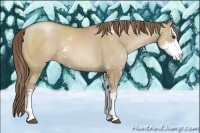 Horse Color:Grullo Pearl Sabino