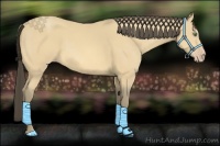 Horse Color:Amber Cream Champagne 