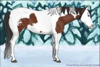 Horse Color:Bay Splash Tobiano Snowcap