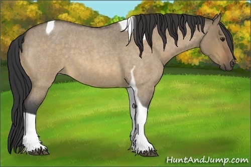 Horse Color:Buckskin Roan Dun Tobiano