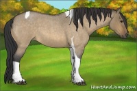 Horse Color:Buckskin Roan Dun Tobiano 