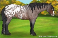 Horse Color:Bay Roan Splash Appaloosa 