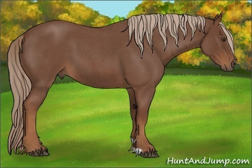 Horse Color:Red Roan