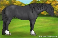 Horse Color:Blue Roan 