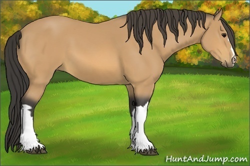 Horse Color:Buckskin 