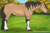 Horse Color:Buckskin 
