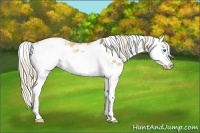 Horse Color:Gold Champagne Sabino Splash 