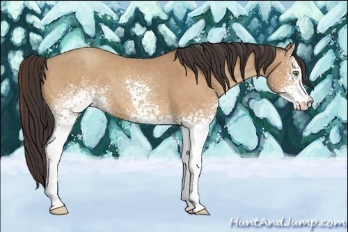 Horse Color:White Spotted Amber Champagne 