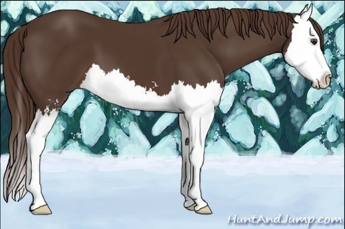 Horse Color:Liver Chestnut Sabino Splash 