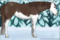 Horse Color:Liver Chestnut Sabino Splash