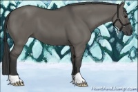 Horse Color:Grullo 