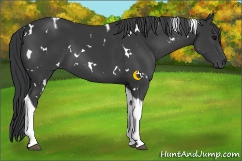 Horse Color:White Spotted Black Tobiano