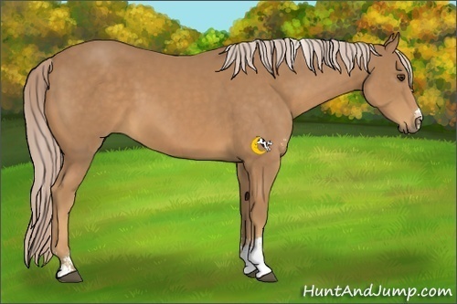 Horse Color:Palomino Sabino 