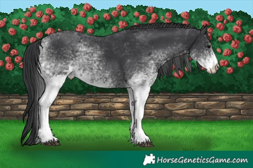 Horse Color:White Spotted Black