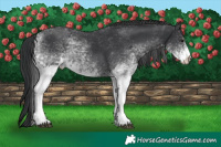 Horse Color:White Spotted Black