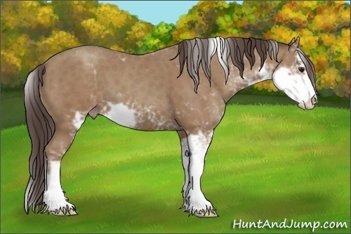 Horse Color:Classic Champagne Sabino