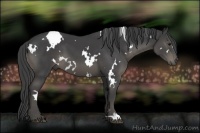 Horse Color:White Spotted Smoky Black