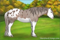 Horse Color:Liver Chestnut Sabino Splash Appaloosa 