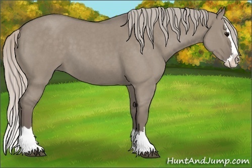 Horse Color:Silver Grullo Roan Splash 