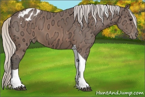 Horse Color:Silver Brown Ice Tobiano Appaloosa 