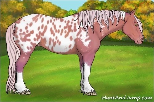 Horse Color:Watercolor Silver Sable Champagne Tobiano Appaloosa 